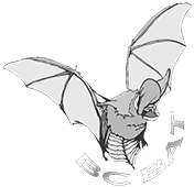 BC Bat